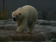 円山動物園 ホッキョクグマ館