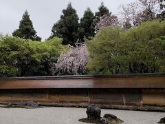 仁和寺のお隣にある、龍安寺にも行きました。
有名な石庭の奥に、桜が咲いています。