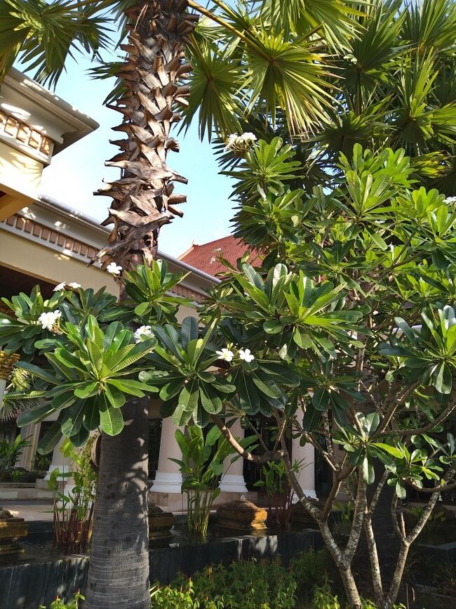 シェムリアップの街路樹も、ホテルの庭も「プルメリア」の花がたくさん咲いていました。<br /><br />ベトナムはブーゲンビリアだったけれど、シェムリアップはプルメリア一色！