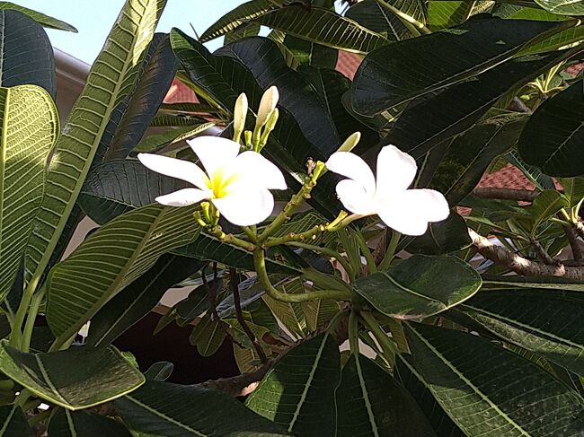 古いネタで恐縮ですが、プルメリアといえば聖子ちゃんを思い出します。映画「プルメリアの伝説」で、初めてこの花の名前を知ったので。(笑)