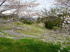 今日、宿泊するホテルへ向かう前に、「大山千枚田」へ寄り道。

桜と棚田がいい感じ。