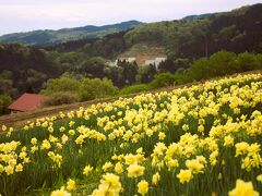 となみ夢の平スキー場
霞んでいますが立山連峰と水仙