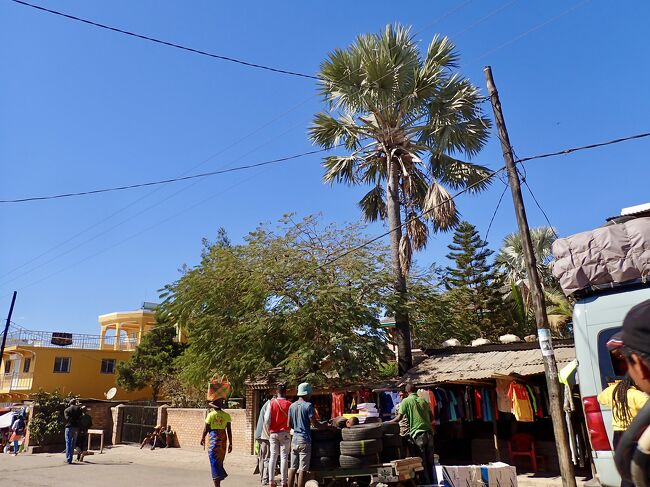 立派なヤシの木。<br />水のある所には、ヤシの木が生えています。