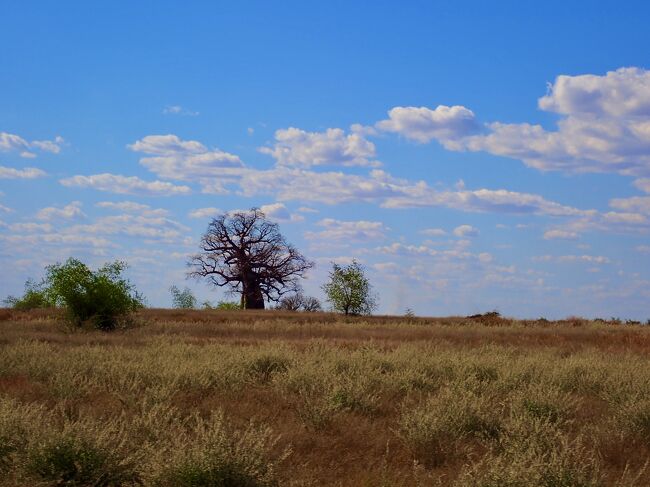 バオバブの木が見え出したら、トゥリアラも近いです。