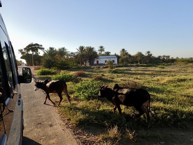 牛の群れを横切り、