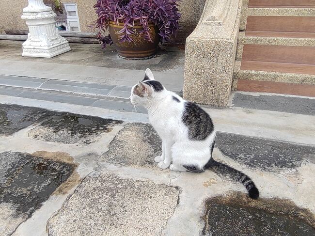 猫ちゃん発見です。