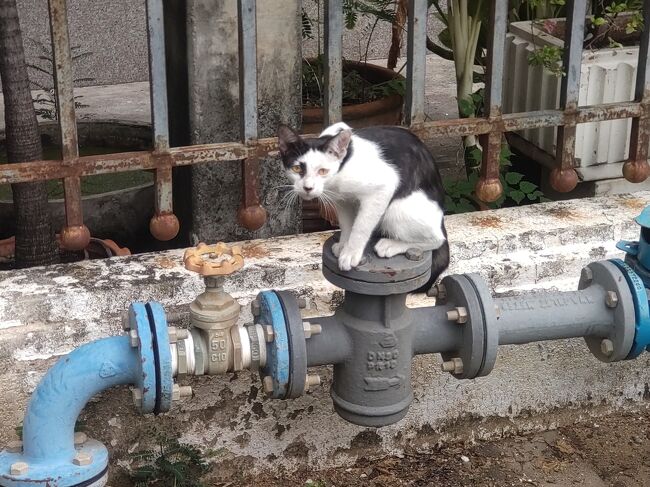 大理石寺院を見学後は次のワットへ行きます。<br />また猫ちゃん発見。