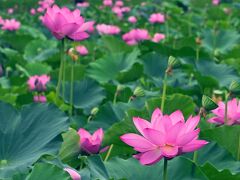 早朝にもかかわらず結構な数の観光客が集まっているものの、蓮池も広いし蓮の花もあちこちで咲いているため窮屈さは感じられず、思い思いに散策し、きっとお気に入りの蓮を見つけることができると思います。