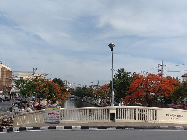 川沿いのオレンジ色のお花の木がとても綺麗でした。