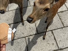 奈良公園での餌やり。
前もしたけど気軽に餌槍できるし、
餌を持ってると近づいた来て、楽しい。
紙も食べることができるのでシカにも配慮されています。