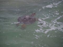 ●2023/07/05(水)

おはようございます。
朝一で前の宮里海岸へ行くとウミガメが数匹いました。
ウミガメ…増えてますね。間違いなく。