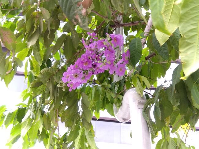 優しい色のお花。