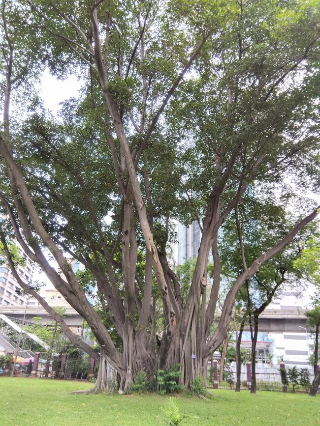 こういう木はタイ特有。