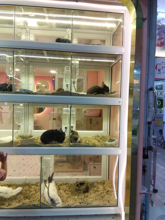 ウサギ等ペットも売ってるのは初めて見た。