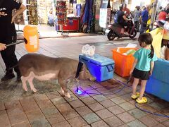 19時25分
テクテクと歩いて、
明日の夕ご飯予定の寧夏路夜市を見学に。

お嬢ちゃんが飼豚を連れてお散歩しています。
この豚の将来には何が待っているのやら…

明日はコレかなアレかなぁと品定めをしながらブラブラと。