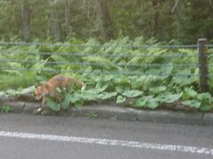 早朝のほうが摩周湖の霧を見やすいとのことだったので、8時前にはホテルを出て摩周湖へ。途中でキタキツネに遭遇しました。