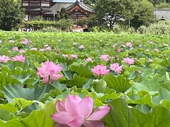 【上野公園不忍池の蓮】
　昨年の7月末、横浜の三溪園に行ってハスの花が綺麗だなあと感じました。今年は何人かの人から上野公園の不忍池のハスの話が出て、タイミングを見てましたが　満開というネット記事を見て朝　見に行きました。