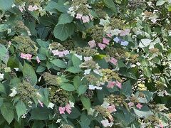 さて、今度は吉祥寺へ。

花のお寺として有名な吉祥寺、久しぶりに出かけてきました。
紫陽花がぎりぎり咲いていました。