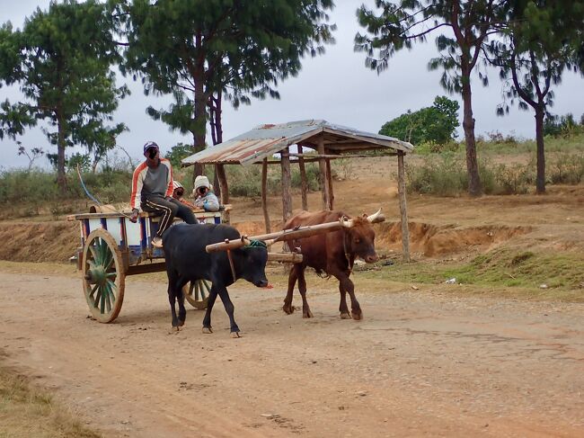 郊外に出ると、やっぱり牛車が走っていました。