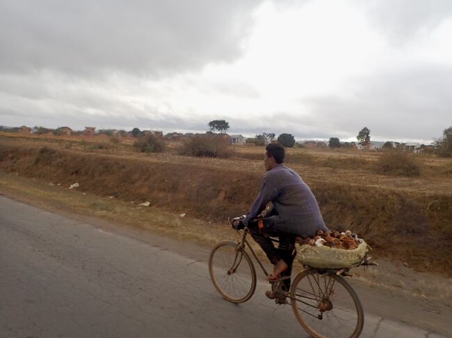 後ろの荷台には沢山の鶏のヒナが載っています。