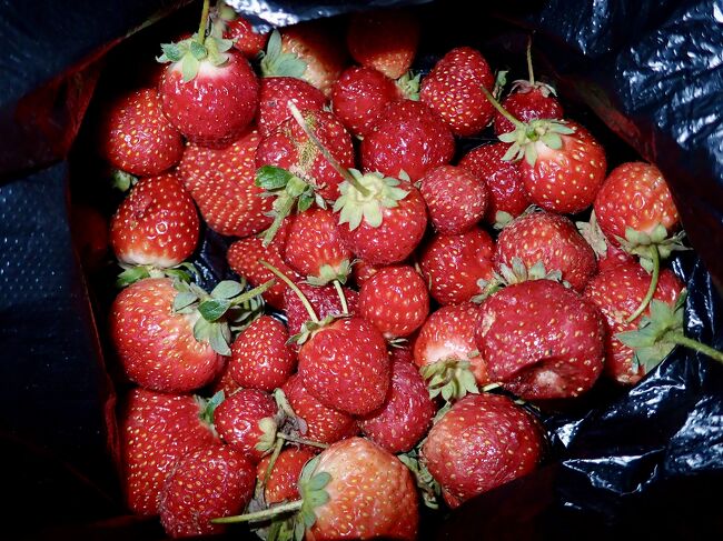 道端で買ったイチゴがこれだけあって、Ar.3k(100円)。<br />直ぐに潰れるから安いのでしょうか。