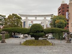 照國神社
大鳥居と斉鶴（さいかく）
鶴が羽を広げたような形をした見事なイヌマキの木 とのこと。
