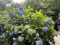 明月院はブルーの紫陽花が多い
明月院ｂｌｕｅとか