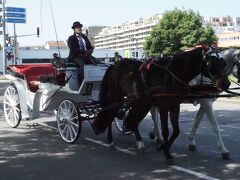 5月27日　朝からウィーン市内見物へ。
ホテルの前を数台の馬車が通り過ぎました。この近辺に馬車の本拠地があるのでしょう。