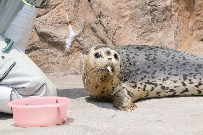 春のような初夏の旭山動物園2023（７）きりん舎・かば館＆ぺんぎん館・あざらし館～同居開始のキリン父子や保護アザラシの赤ちゃんのユキちゃん』旭川(北海道)の旅行記・ブログ  by まみさん【フォートラベル】