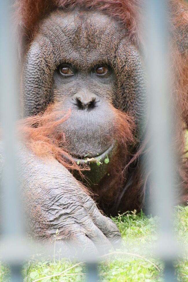 春のような初夏の旭山動物園2023（８）おらんうーたん・ちんぱんじー館＆オオカミ・エゾシカ～初めて訪れたサル舎やくもざるかぴばら館やサル山』旭川(北海道)の旅行記・ブログ  by まみさん【フォートラベル】