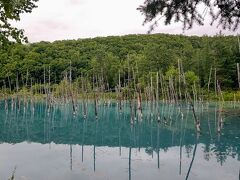 『青い池』は曇り空の下でも綺麗な『青い池』でした。

『青い池』の見学は無料ですが駐車場料金が５００円かかります。

駐車場も整備されていました。
私達は早く到着したので売店等は営業していませんでした。
『青い池』の遊歩道も歩きやすかったです。