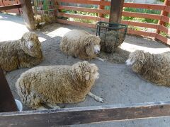 円山動物園 こども動物園