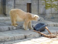 一番奥にある「ホッキョクグマ館」
屋外の展示エリアに一頭のホッキョクグマがいて、
歩き回っている様子が見れました。