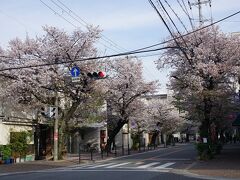 桜通り