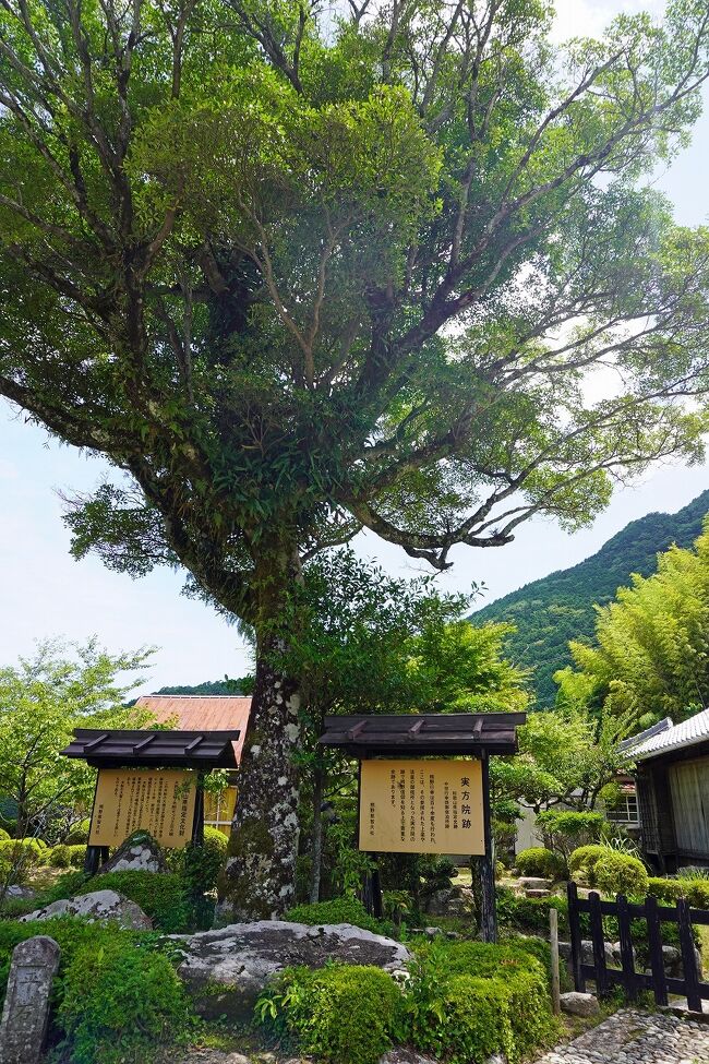 トラピックス 聖地高野山 総本山金剛峯寺・熊野三山 紀伊半島10
