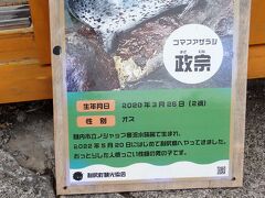 いけすの様な囲いの中にはゴマフアザラシの政宗君がいるのですが、動きが早すぎて、カメラにうまく収めることが出来ませんでした。政宗君を紹介している説明板です。