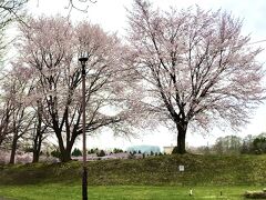 恵庭公園入口には桜のピンクが満開で彩っていた。