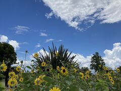 新港中央広場は、季節のお花が植えられています。
やっぱり今は、向日葵でした。
小ぶりで背は低めだけど、たくさん咲いていてキレイ～
青い空と白い雲とのコラボレーションは最高です^ ^