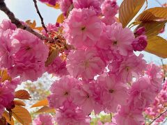 桜の名所で思う存分桜を堪能