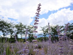 すぐ隣の大石公園にも行ってみました

ラベンダーの見頃は終盤という感じ