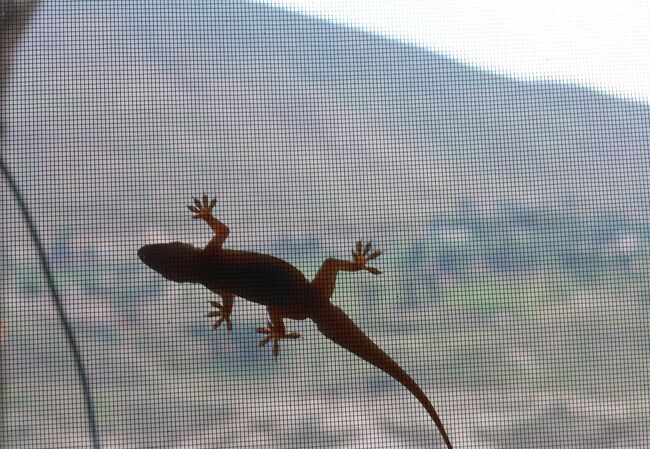 トイレのヤモリ