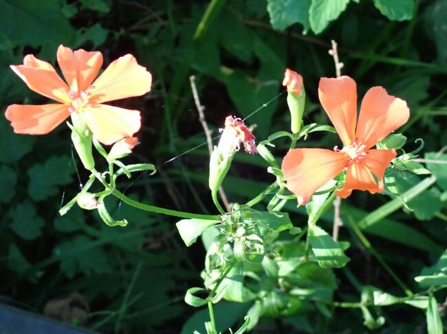 木陰の散策と水辺に咲く花々に癒されました。