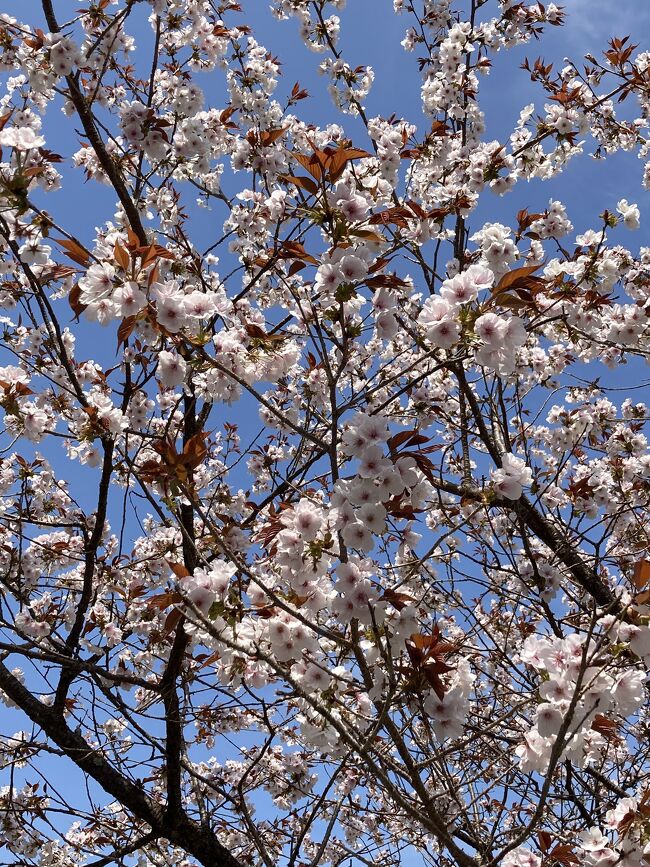 全てのアイテム 色紙 かな 高木聖鶴 吉野 書 - 書 奈良 桜 書 - 書