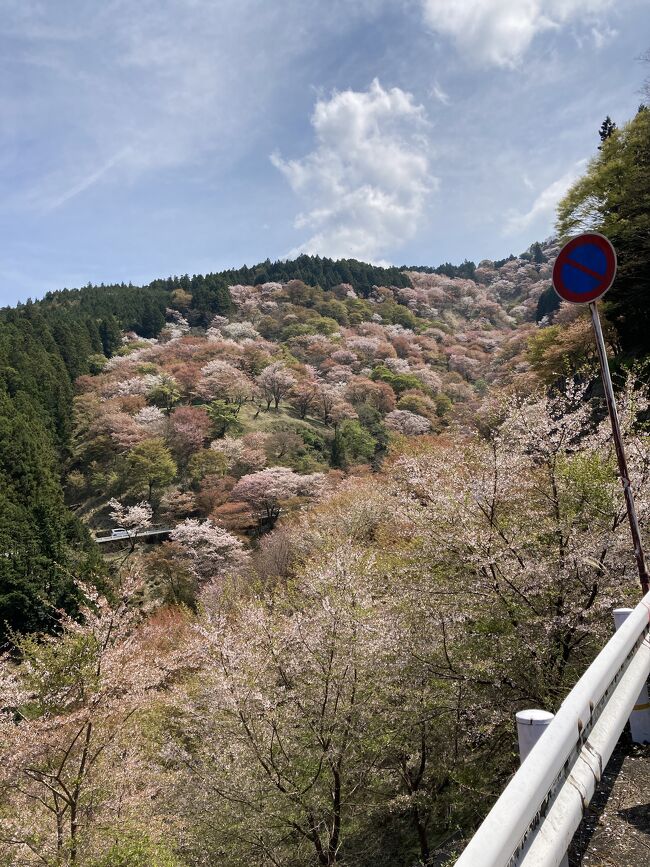 高木聖鶴 かな 色紙 吉野 桜 奈良