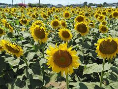 太陽に向かって咲くひまわり良いですね！
朝NHKで朝ドラ前のニュースで野木町のひまわり畑も放送されていてgoodtiming(^^)