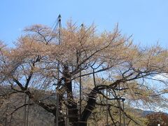 荘川桜
先日の雨で散りました。