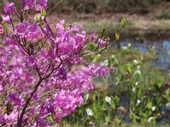 ひるがの植物園
ミツバツツジと水芭蕉