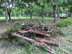 【凹子底森林公園散策 高雄 2023/07/30】

雨が止んだので、妻と久し振り散歩しました。人家密集地は木々は被害は余りありませんでしたが、公園のようなところは、枝が折れたり、木が倒れたものが有りました。
雨が降って来たので、早々に戻りました。