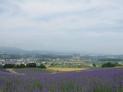 日の出公園ラベンダー園