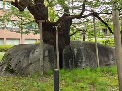 翌朝は、少しホテルの周囲を散歩しました。

岩の間から桜の木が生えている石割桜。
盛岡県庁の正面にあります。